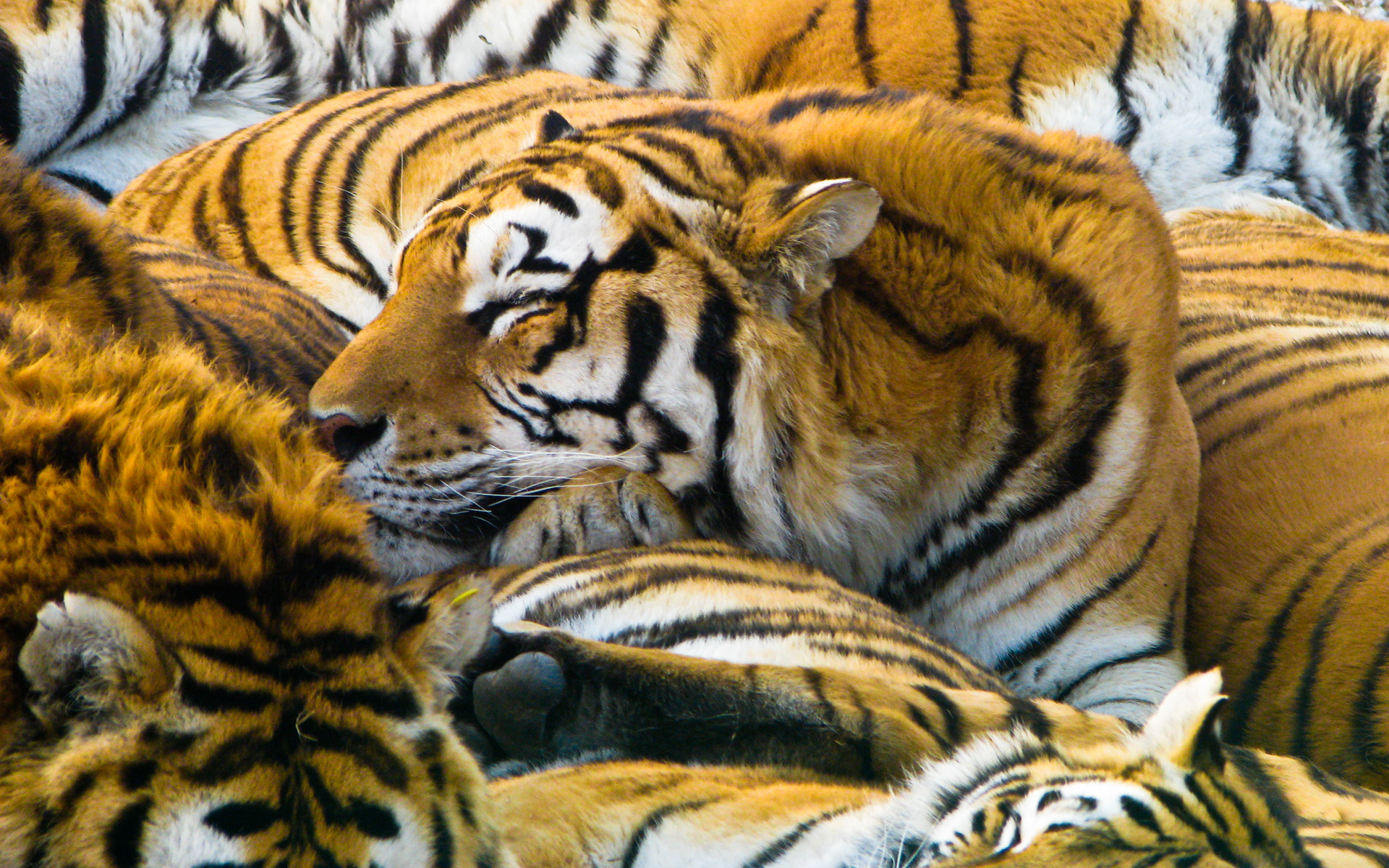 Sleeping Tigers7321497 - Sleeping Tigers - tigers, Sleeping, Dove